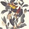 51175509 Обои Lutece (Les Essentiels/Evasion) (1*12) 10,05x0,53 винил на флизелине