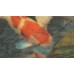 WL 2402 Обои Grandeco (Wanderlust) (1*12) 10,05х0,53  винил на флизелине