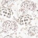 35638 Обои Marburg (Gloockler Pompoos Provence) (1*12) 10,05x0,53 винил на флизелине